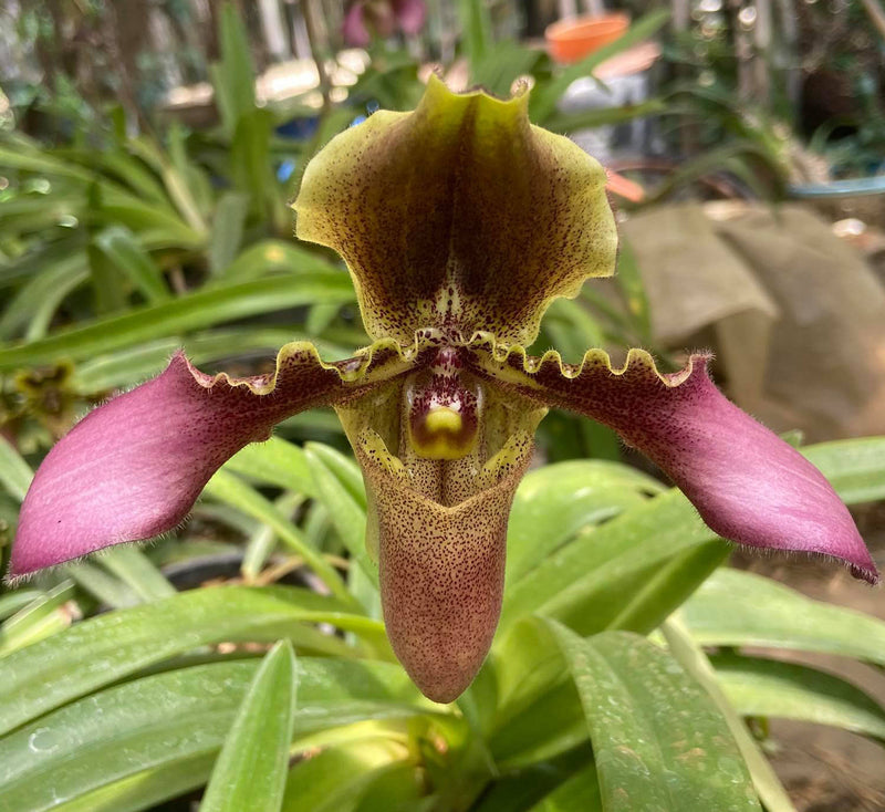 Paphiopedilum hirsutissimum
