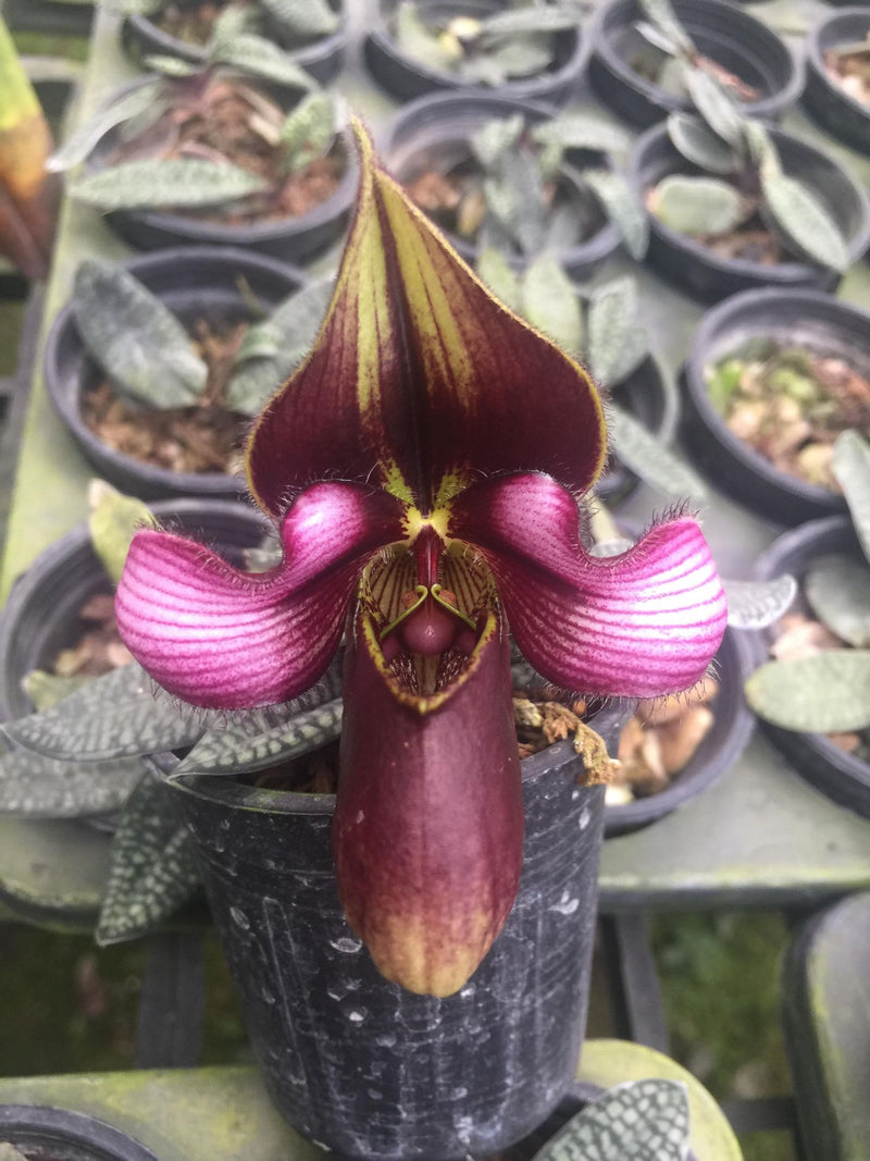 Paphiopedilum rungsuriyanum 1 Plant Lady slipper orchid