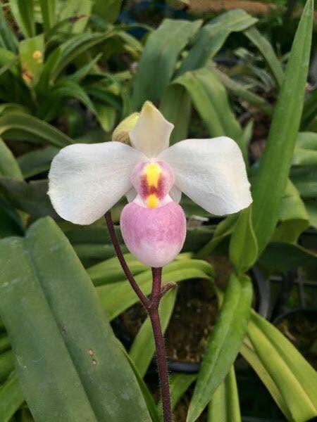 Paphiopedilum delenatii