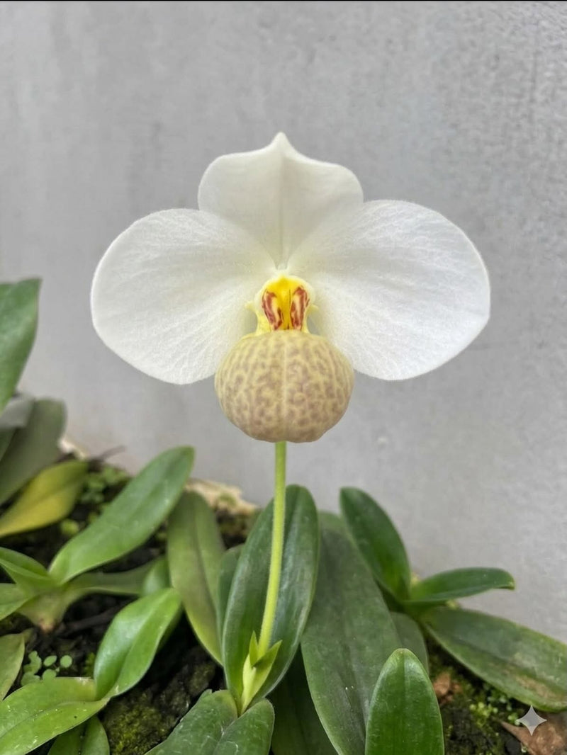 Paphiopedilum emersonii