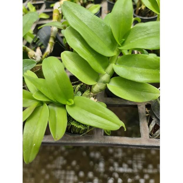 orchid Dendrobium parishii 1 plant for home and garden decorate