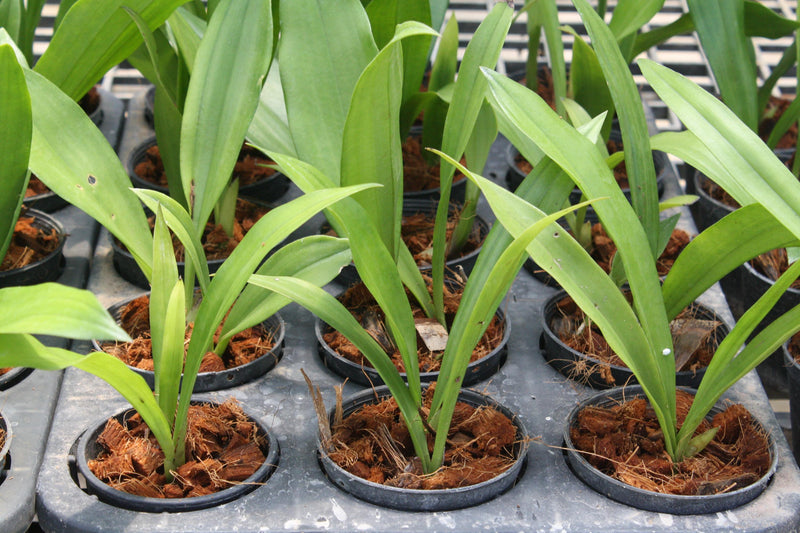 Orchid Eria javanica pink flower 1 plant orchid collection