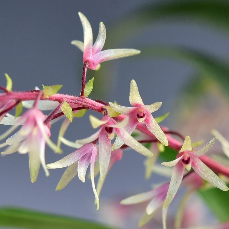 Orchid Eria javanica pink flower 1 plant orchid collection