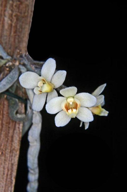 Orchid Chiloschista exuperei 1 plant orchid collection leafless orchid asian ghost orchid