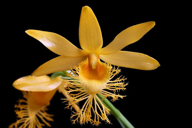 orchid Dendrobium brymerianum 1 plant orchid collection