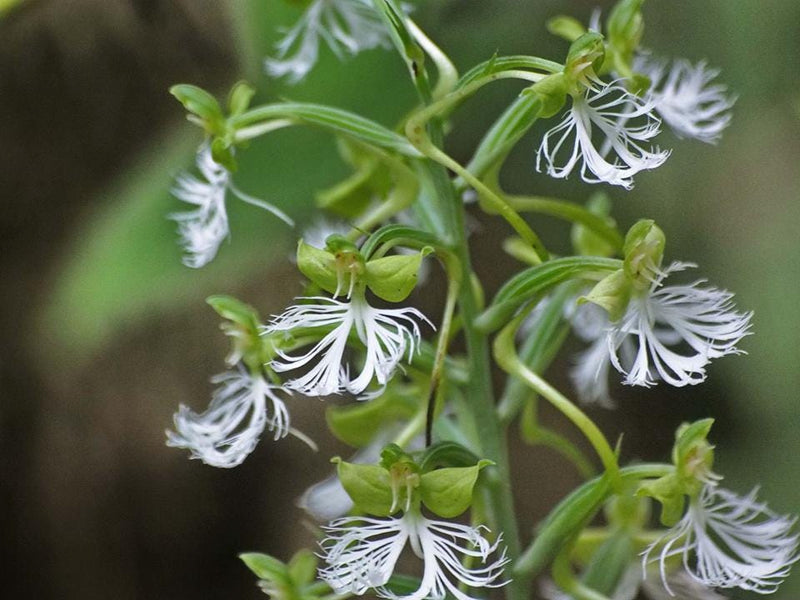 Habenaria medioflexa 1 tuber ground orchid ,terrestial orchid