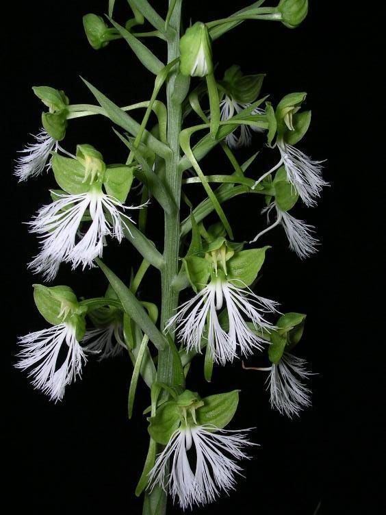 Habenaria medioflexa 1 tuber ground orchid ,terrestial orchid