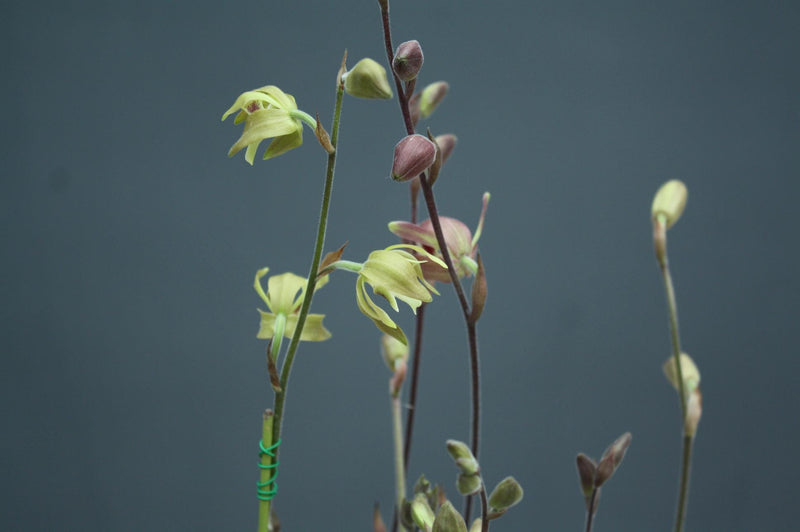 Orchid Ipsea thailandica 1 plant ground orchid for home and garden collection