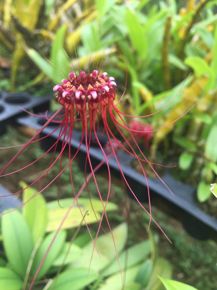 Orchid Bulbophyllum gracillimum 1 plant bloom size orchid collection