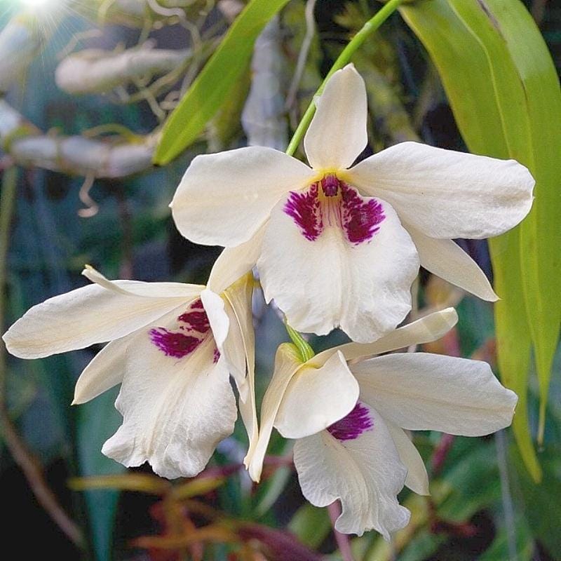 Dendrobium albosanguineum 1 Plant orchid , Dendrobium