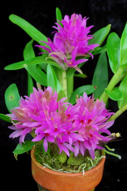 Orchid Dendrobium Hibiki 1 plant bloom size long flowering period