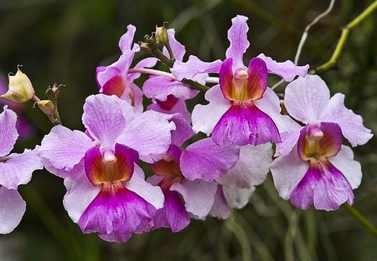 Orchid Papilionanthe teres (Vanda) 2 root cutting orchid for garden decoration