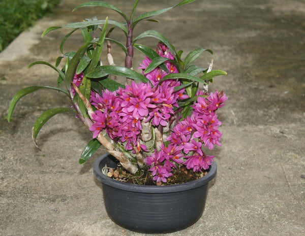 Orchid Dendrobium Hibiki 1 plant bloom size long flowering period