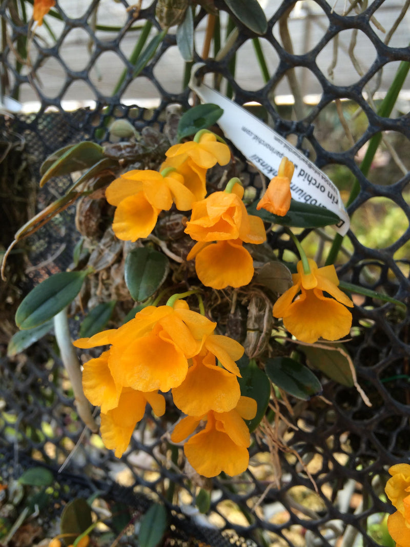 Fragrant Dendrobium jenkinsii Orchid Plant
