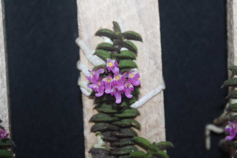 Schoenorchis scolopendria Orchid Plant - Mini Orchid Collection