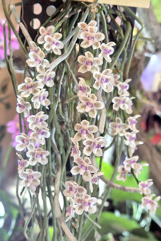 Orchid Chiloschista shanica 1 plant bloom size orchid collection