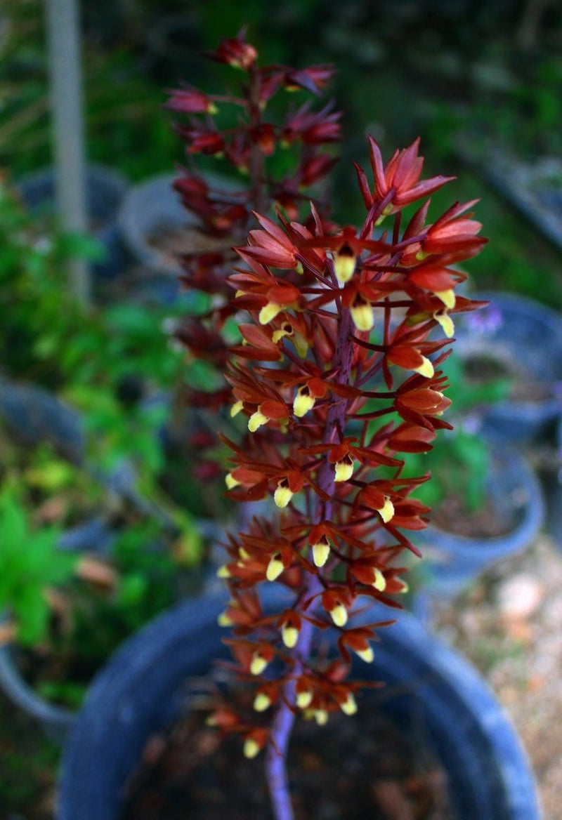 Eulophia Macrobulbon Orchid Bulbs: Terrestrial Ground Orchid
