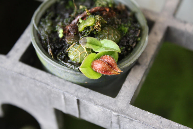 Orchid Porpax ustulata ( 百花良蘭) miniature orchid collection 1 plant