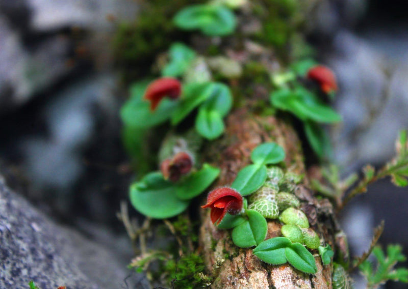 Orchid Porpax ustulata ( 百花良蘭) miniature orchid collection 1 plant