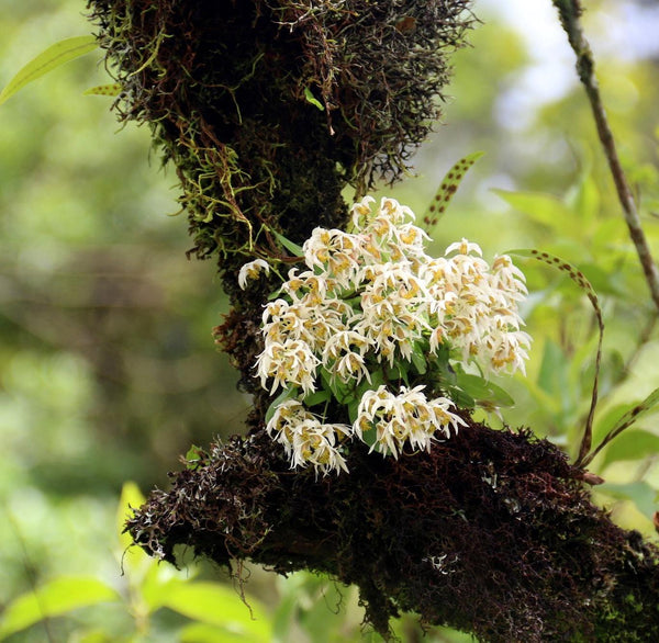 Dendrobium garrettii Orchid: Mini Orchid Collection