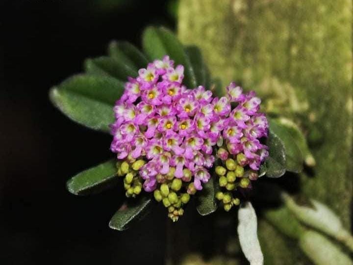 Schoenorchis Fragrans Orchid Plant: Miniature Scented Orchid