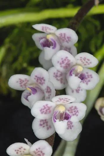 Orchid Chiloschista shanica 1 plant bloom size orchid collection