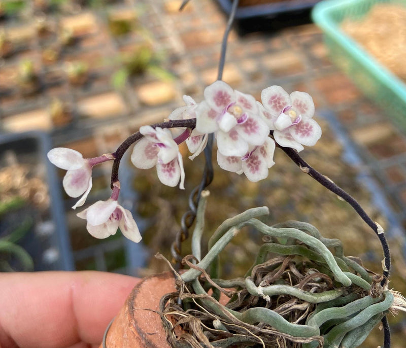 Orchid Chiloschista shanica 1 plant bloom size orchid collection