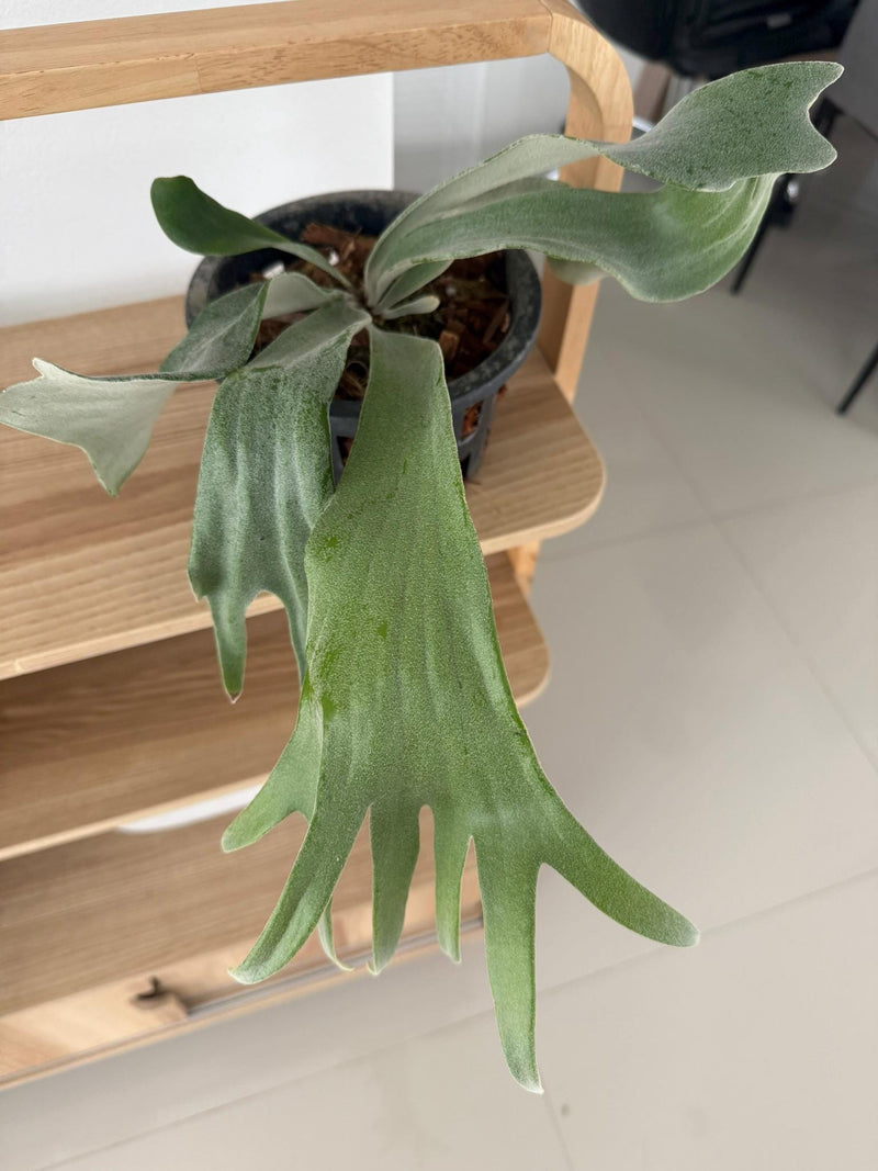 Platycerium Willinckii Celso tatsuta Plant Staghorn Fern collection 1 plant