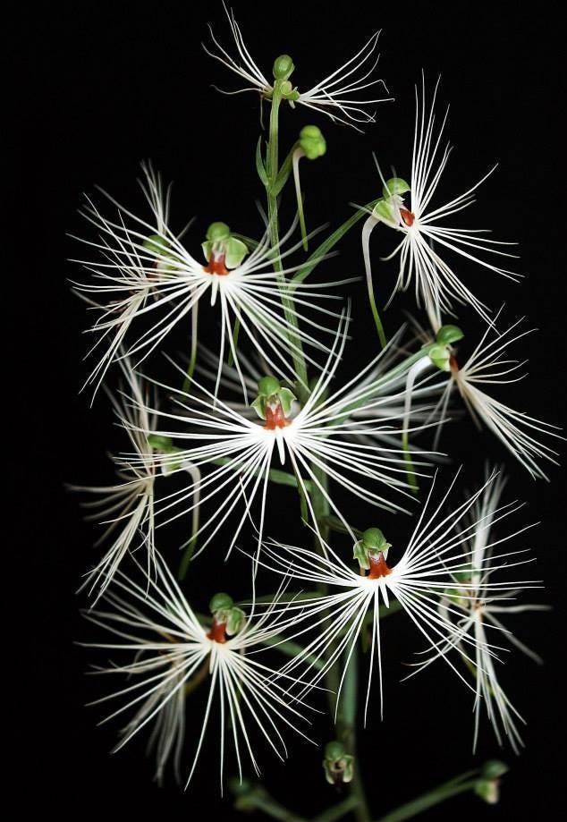 Orchid Habenaria medusae 1 Bulb terrestrial orchid