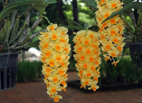 Dendrobium densiflorum 1 plant orchid collection fragrant orchid