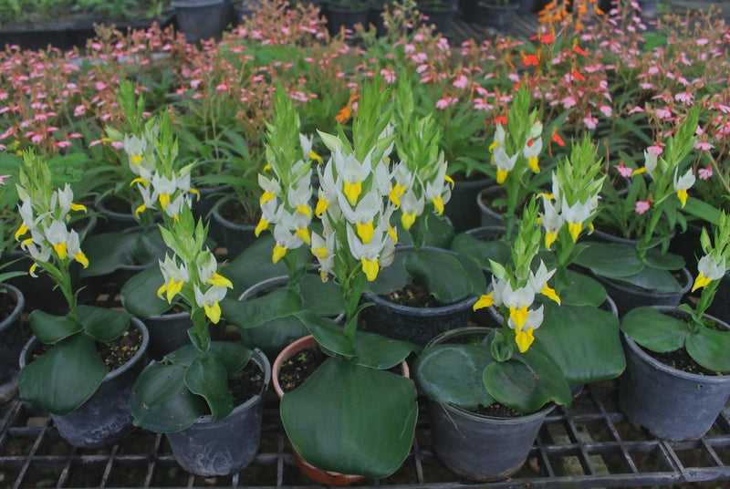 Fragrant Pecteilis Sagarikii Orchid Tuber - Tropical Terrestrial Plant