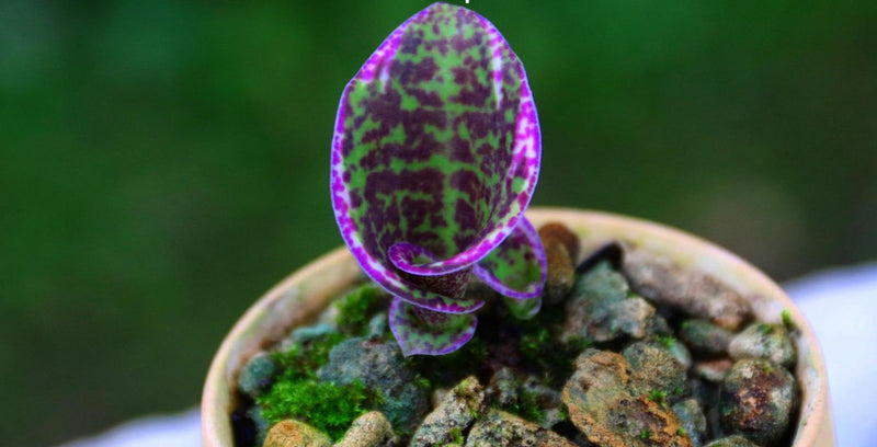 Sirindhornia monophylla (Jewel,Habenaria orchid) 1 tuber Terrestial orchid