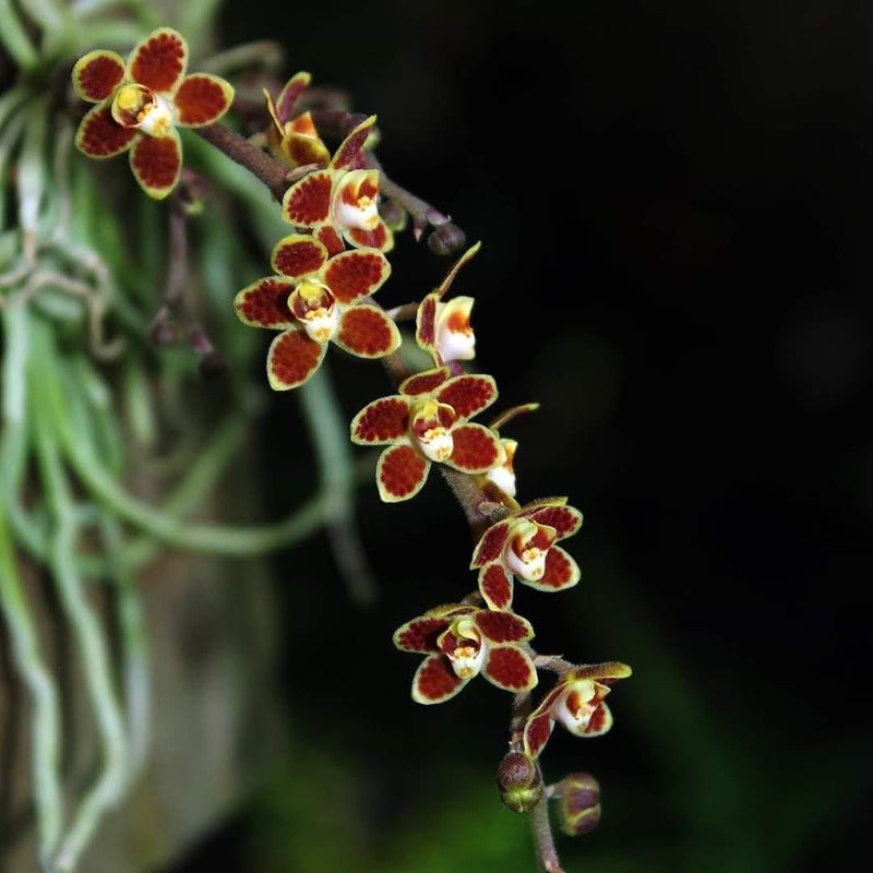 Chiloschista lunifera Orchid Plant: Leafless Orchid