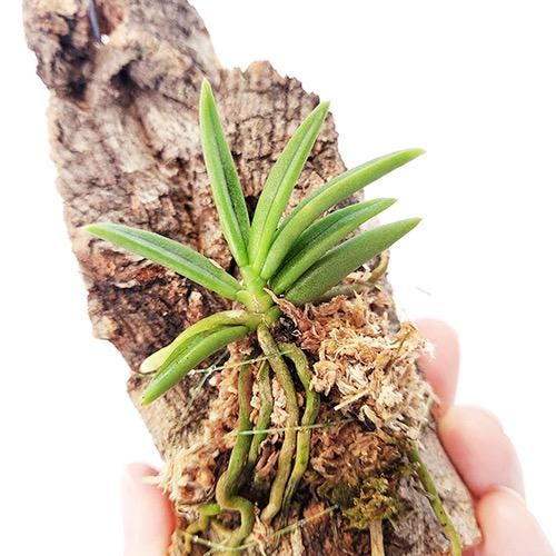 Pteroceras semiteretifolium Orchid Plant: Home Decor Collection