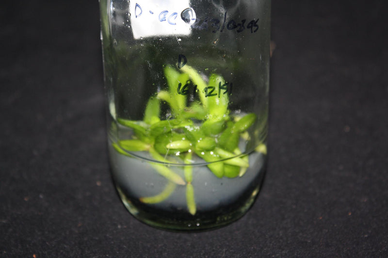 Schoenorchis Fragrans Orchid Plant: Miniature Scented Orchid