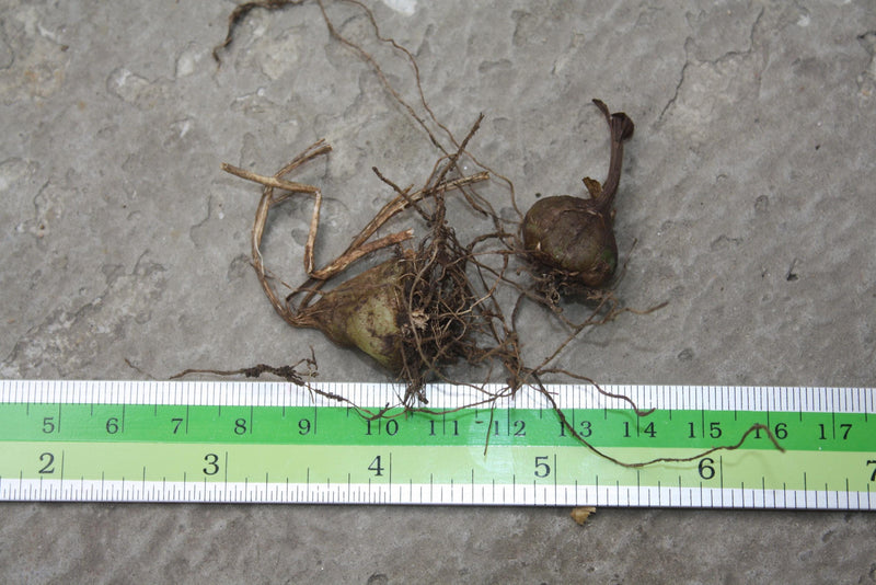 Orchid Spathoglottis hardingiana 2 plant/tuber orchid plant collection and home decorate