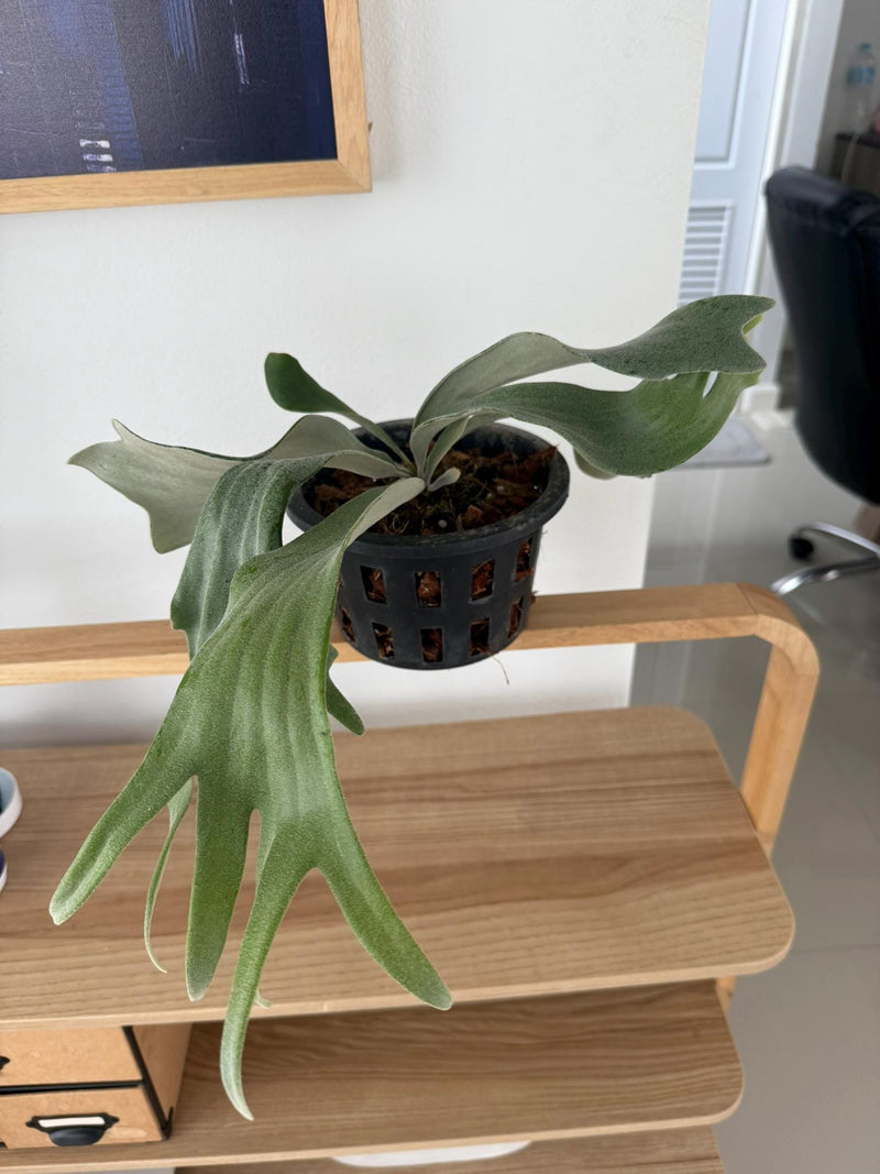 Platycerium Willinckii Celso tatsuta Plant Staghorn Fern collection 1 plant