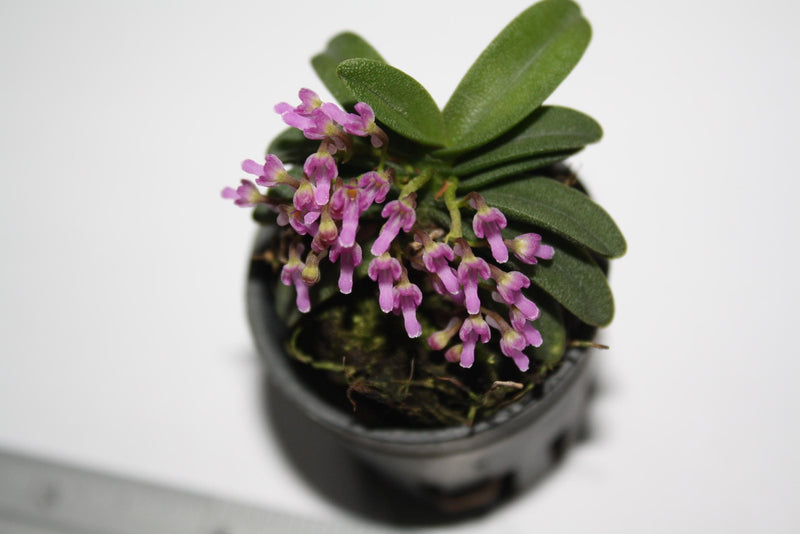 Schoenorchis Fragrans Orchid Plant: Miniature Scented Orchid
