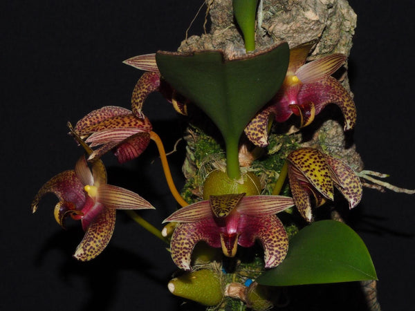 Orchid Bulbophyllum lobbii subsp. breviflorum 1 Plant