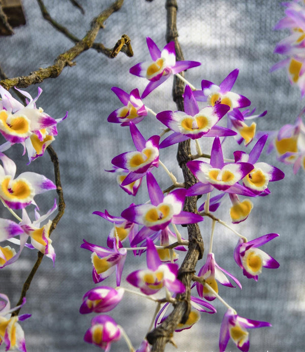 Orchid Dendrobium gratiosissimum 1 plant bloom size orchid collection