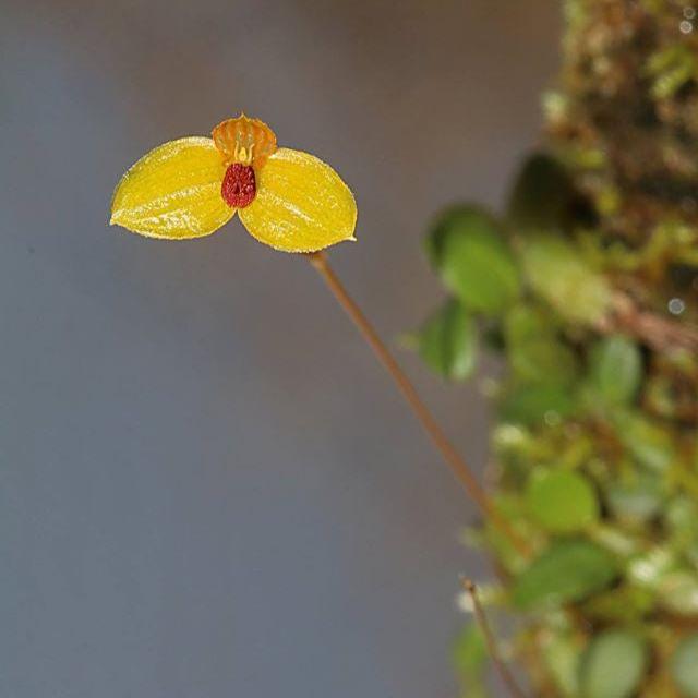 Bulbophyllum Catenarium Orchid: Vietnam Home Garden Plant