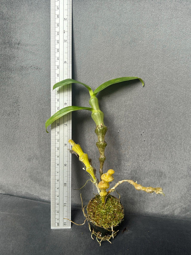 Dendrobium Pendulum Orchid Plant - Fragrant Bloom Size