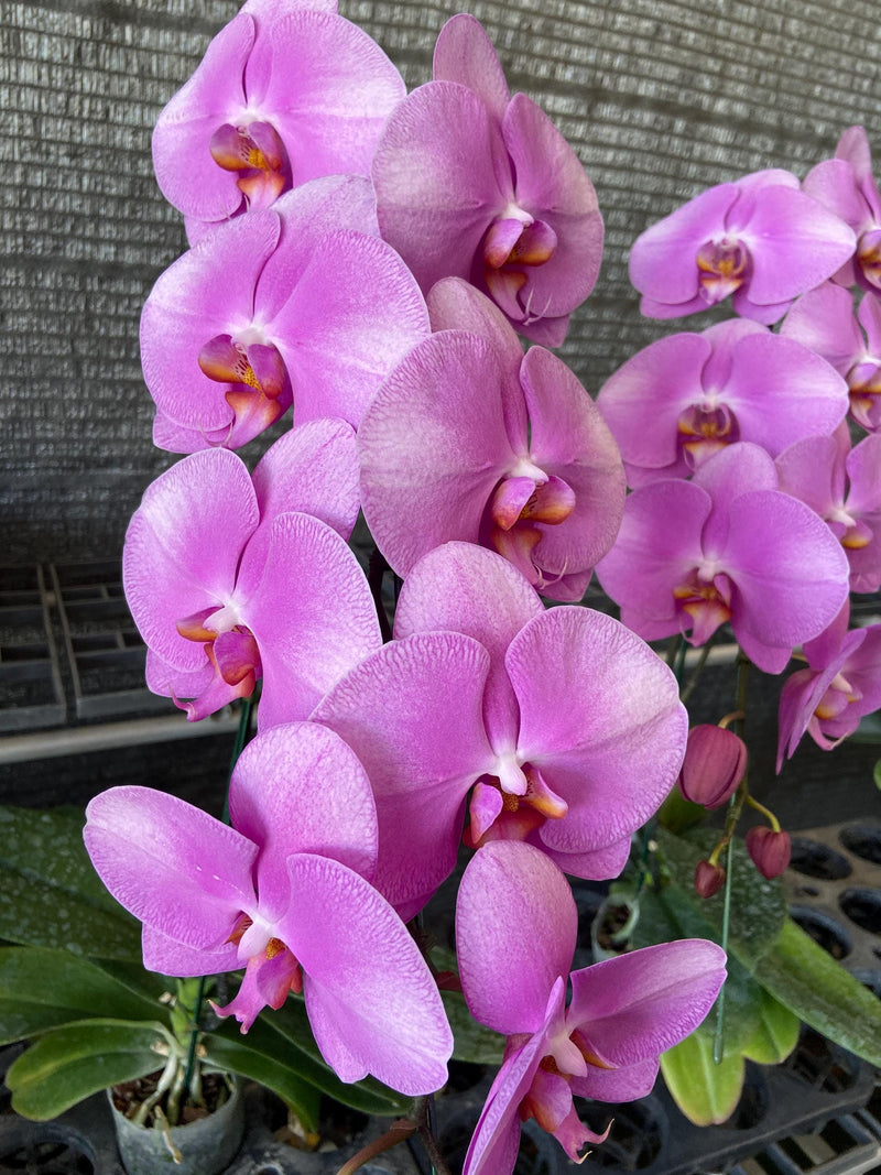 Orchid flower Phalaenopsis pink hybrids instant digital photo