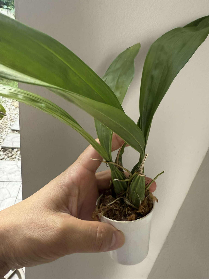 Coryanthes macrantha Orchid Plant: Garden Ready