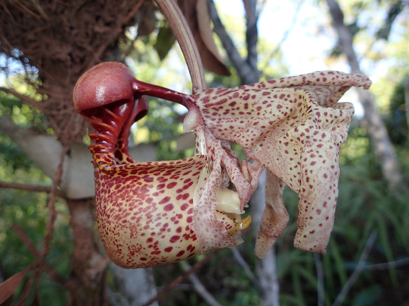 Coryanthes macrantha Orchid Plant: Garden Ready