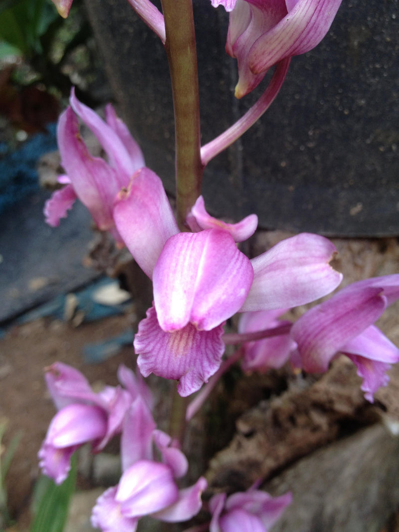 Orchid Eulophia spectabilis Pink 2 bulb orchid plant home garden collection