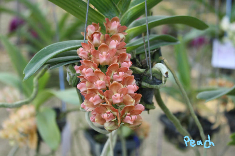Rhynchostylis gigantea Orchid Plant: Foxtail Orchid, Aerides