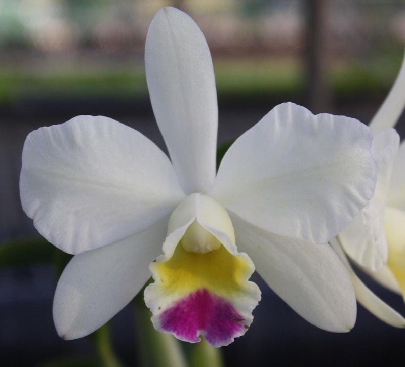 Small Cattleya Orchid Plant: Home Garden Beauty