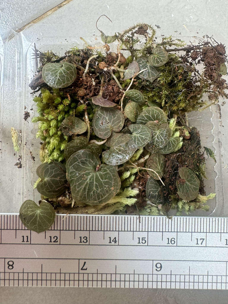 Helmet Orchid Corybas ecarinatus - Home Garden Collection - 2 Plants/Tubers