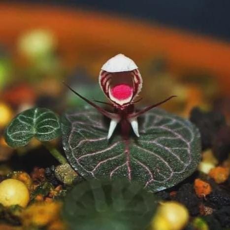 Helmet Orchid Corybas ecarinatus - Home Garden Collection - 2 Plants/Tubers